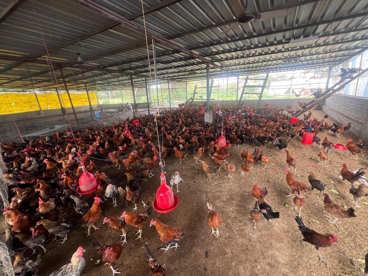 Premium farm-raised chickens at Idea Poultry Farming