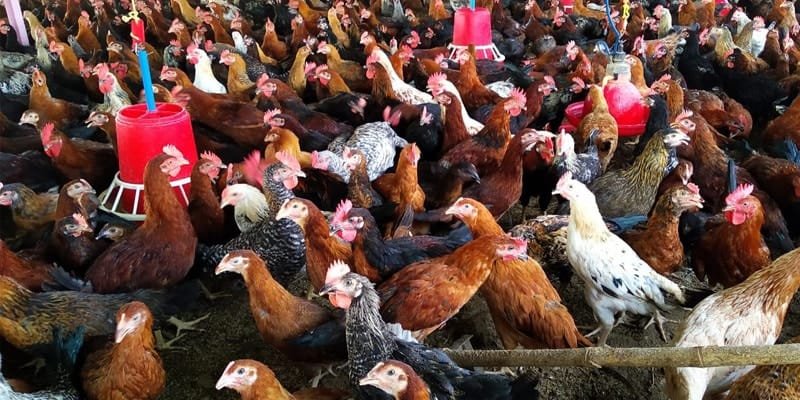Premium farm-raised chickens at Idea Poultry Farming