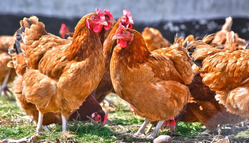 Premium farm-raised chickens at Idea Poultry Farming
