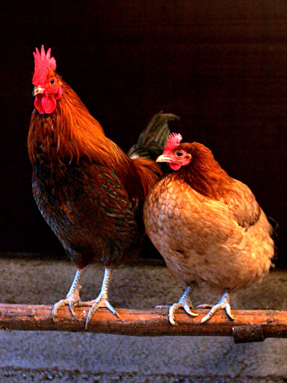 Premium farm-raised chickens at Idea Poultry Farming