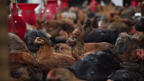 Premium farm-raised chickens at Idea Poultry Farming