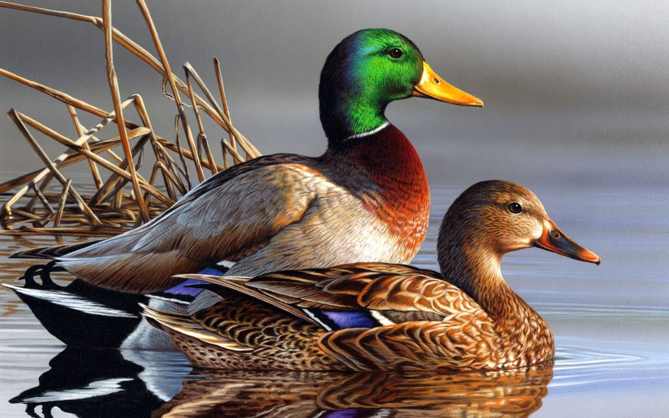 Naturally raised ducks at Idea Poultry Farming