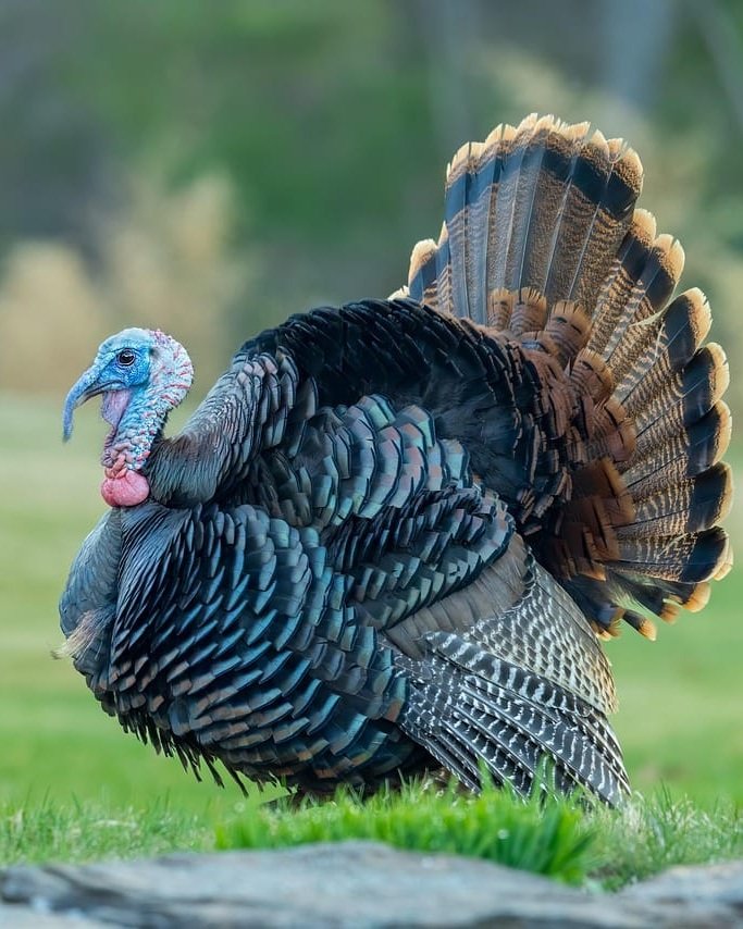 Healthy turkeys raised at Idea Poultry Farming
