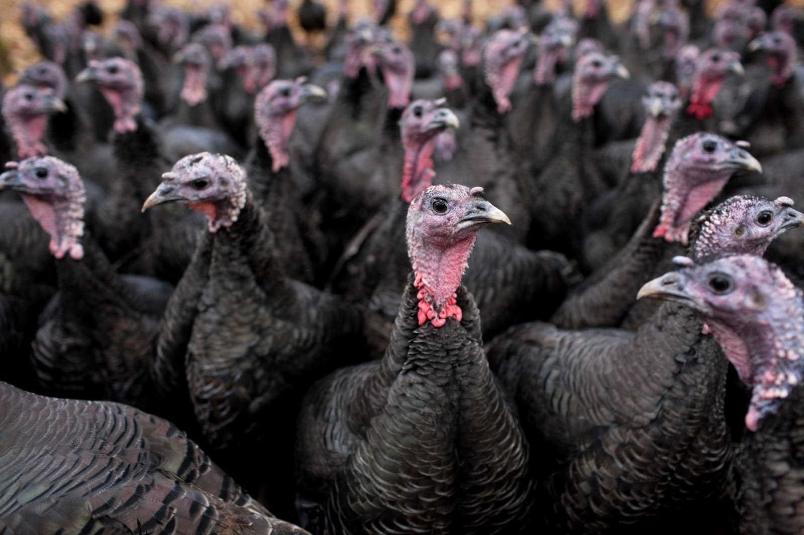 Healthy turkeys raised at Idea Poultry Farming